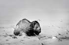 Colorado Bison lies on snow-covered mountain pasture Art Print